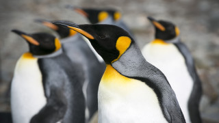 Учените, които се друсат с изпражненията на пингвините