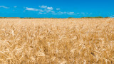  Правителството се отхвърли да купува пшеница за към 1 милиард лв. 
