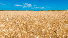 Българските земеделци произвели 6,5 тона пшеница през 2023 г.