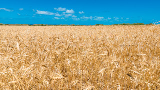 6 589 000 тона е производството на пшеница от тазгодишната
