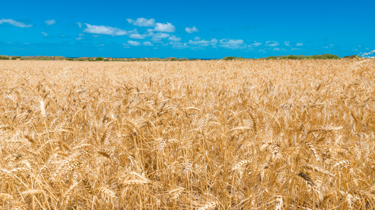 Да се забрани вносът на украинско зърно, българските складове са