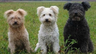 Признаха официално 190-ата порода кучета – пуми
