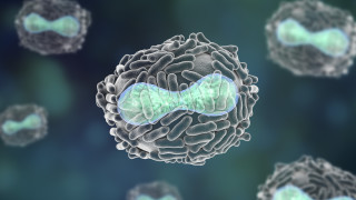 Сърбия е заплашена от епидемия от едра шарка ако броят