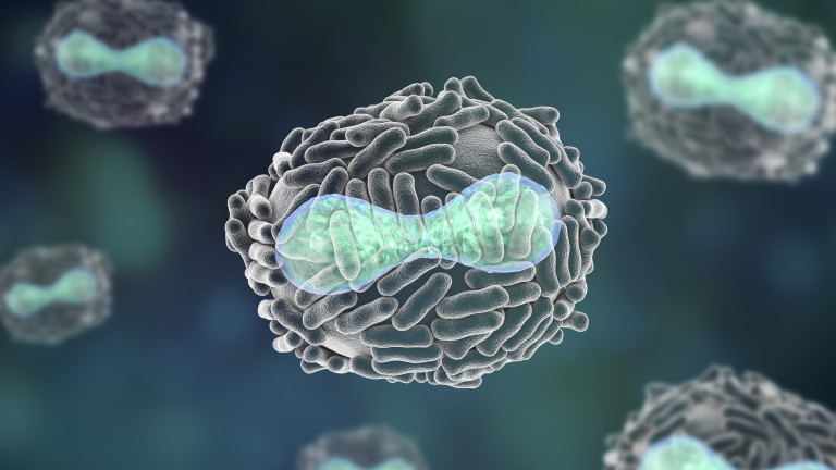 Сърбия е заплашена от епидемия от едра шарка, ако броят