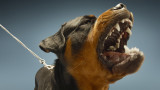  Американски питбул териер, ротвайлер, чау чау - кои са най-опасните породи кучета в света