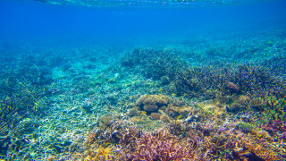 Големият бариерен риф бедства заради затоплящия се климат