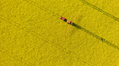 Рапицата измести пшеницата от нивите. В Одрин засадиха "жълти" поля с площ по-голяма от Плевен 