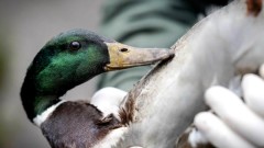 Зоопаркът в Берлин затвори поради птичи грип