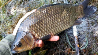 Служители на Изпълнителна агенция по рибарство и аквакултури в Русе