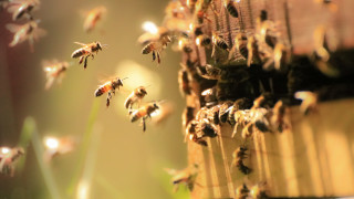 Когато пчелата усети заплаха за себе си или за кошера