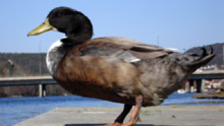 Нова епидемия от птичи грип в Хонг Конг