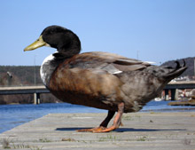 Нова епидемия от птичи грип в Хонг Конг