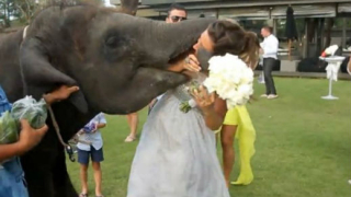 ШОК! Слон налапа булка на сватбата