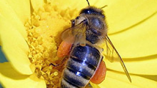 Откриват "Пчеларство-Плевен 2007" 