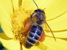Изложение събира пчелния "свят"