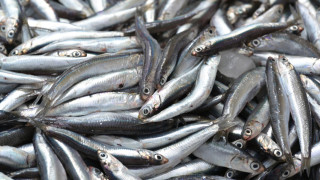 Морето изхвърли хиляди тонове мъртви сардини на плаж в Северна