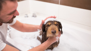 Кучетата миришат Няма съмнение Точно като хората всяко куче има