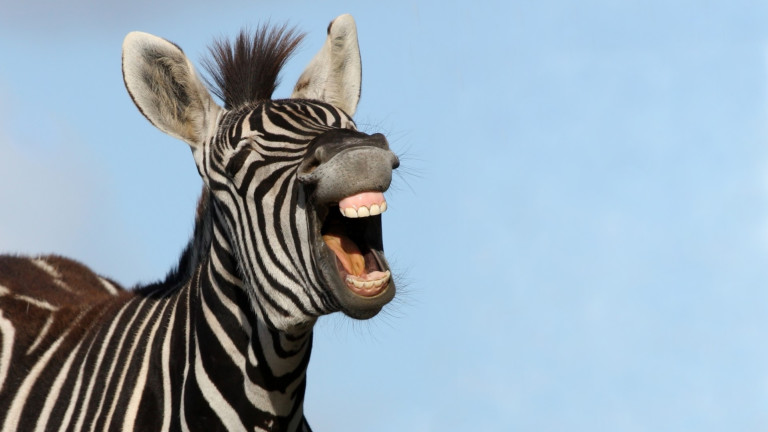 Какво става, когато се чифтосат зебра и магаре