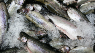 БАБХ унищожава 217 кг риба без документи от проверки за Никулден