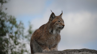 Зоопаркът в Олборг Северна Дания предизвика сериозна вълна от коментари
