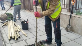 Засадиха първите 329 дървета по тротоарите на столични улиците и