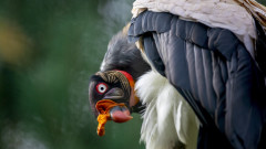 10 от най-опасните и странни птици на света