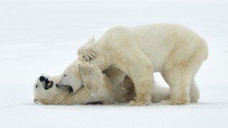 Защо полярните мечки започнаха да се самоизяждат