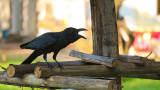 Гарваните, враните, маймуните, интелектуалните им способности и кой е по-умен