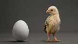  Колко коства едно яйце - тематика №1 и в Русия 