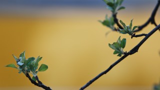 Сутринта ще преобладава слънчево време но от запад облачността ще