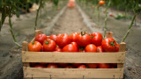 Производството на домати е спаднало три пъти за три години