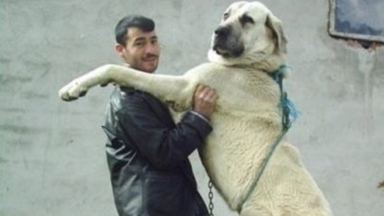 Нашенец насъска 100-килограмовото си куче срещу полицаи