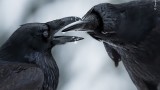 Wildlife Photographer of the Year 2021 и наградите за фотография на дивата природа
