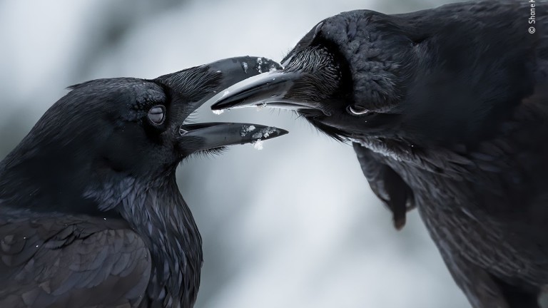 Най-добрите снимки на дивата природа за 2021 г.