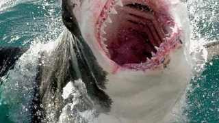 Пиян сърбин уби акула-сериен убиец