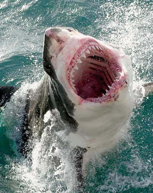 Турист в Хърватия спаси акула