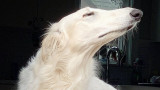 Eris The Borzoi - кучето с най-дългата муцуна