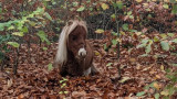 Понито Пумукел, което има шанс за Рекордите на Гинес за най-малко пони в света
