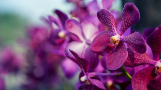 Орхидеите са известни с това че трудно се отглеждат и