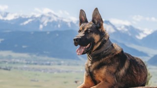 Къщи с високи огради високотехнологични системи за сигурност и мрачни