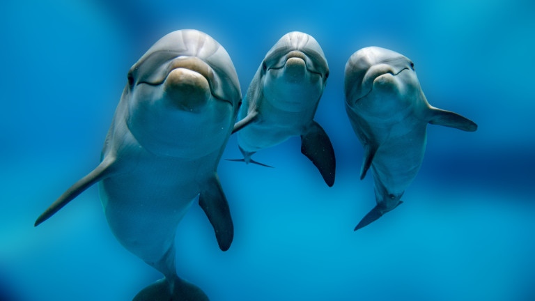 Лондон: Русия обучава делфини за противодействие на вражески водолази