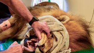 Африканският лъв Славчо от Зоологическа градина София бе подложен
