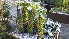 5 зеленчука, които можем да насадим през декември