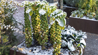 Декември е спокоен месец за нас градинарите носи промяна