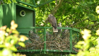 Осигурена е годишната издръжка за 2023 г на Спасителния център