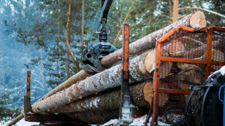 Група което незаконно е добивала дърва в Перник е разбита