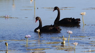 Откриха изчезналите черни лебеди от благоевградския парк "Бачиново"