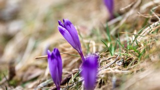 НИМХ издаде жълт код за слана и силно вълнение по