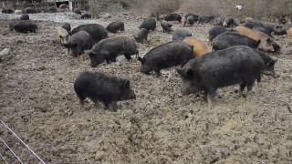 Положителни проби на чума по свинете в три ферми в Шуменско