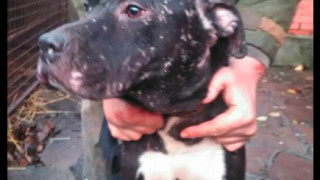 Разследване на британския телевизионен канал Би Би Си разкри мрежа